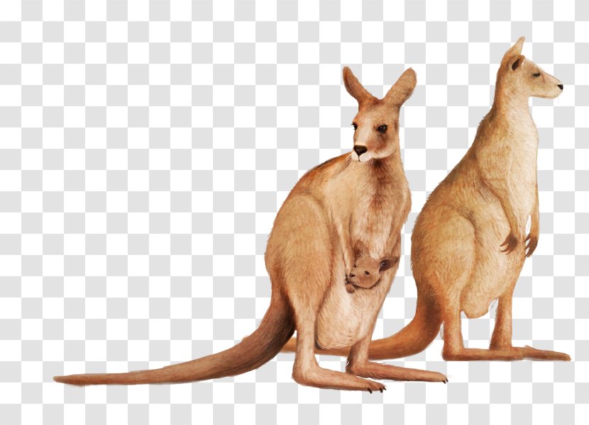 Cute Kangaroo - Lactation Transparent PNG