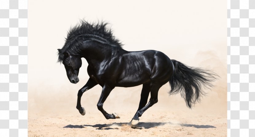 Andalusian Horse Arabian Canter And Gallop Stallion - Collection - Graphic Transparent PNG