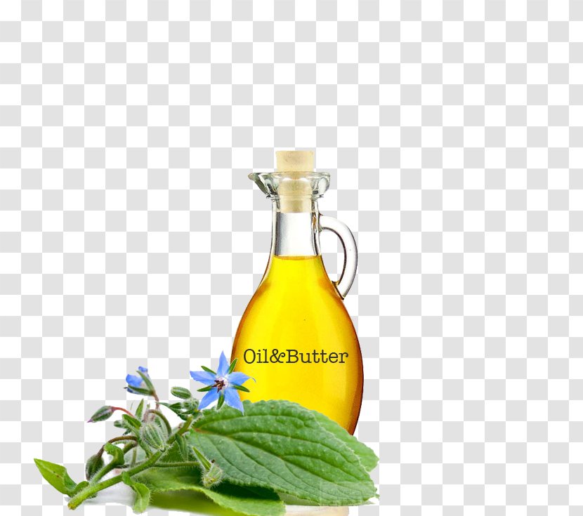 Soybean Oil Borage Seed Herb Gamma-Linolenic Acid Transparent PNG