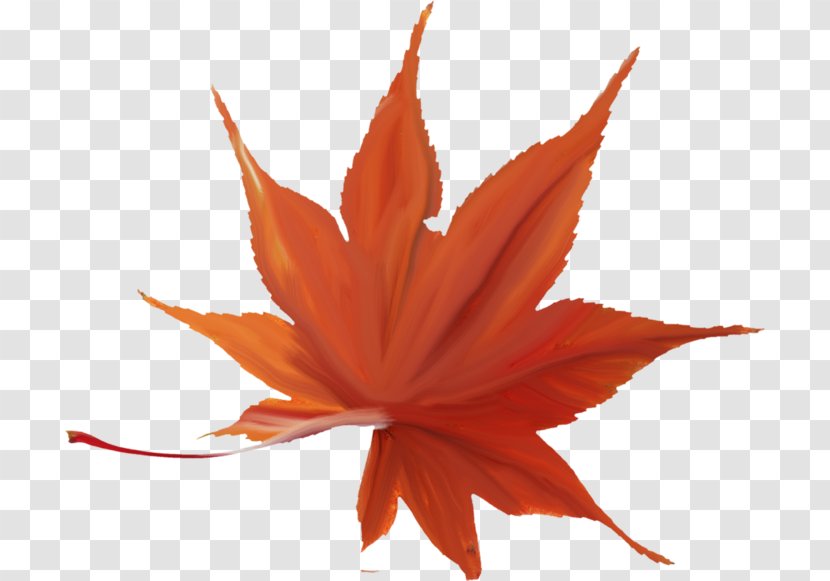 Japanese Maple Autumn Leaf Color Red - Green Transparent PNG