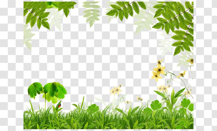 Spring Green Leaf Film Frame - Yellow - Grass Leaves Border Transparent PNG