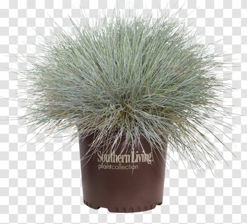 Alabama Fescues Southern United States Living Plant - Grasses Transparent PNG