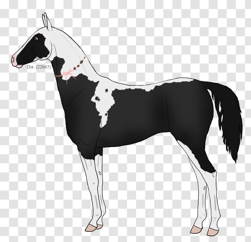 Mane Mustang Foal Stallion Colt Transparent PNG