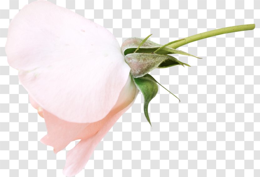 Rose Wedding Fashion Polyvore Flower - Plant Transparent PNG