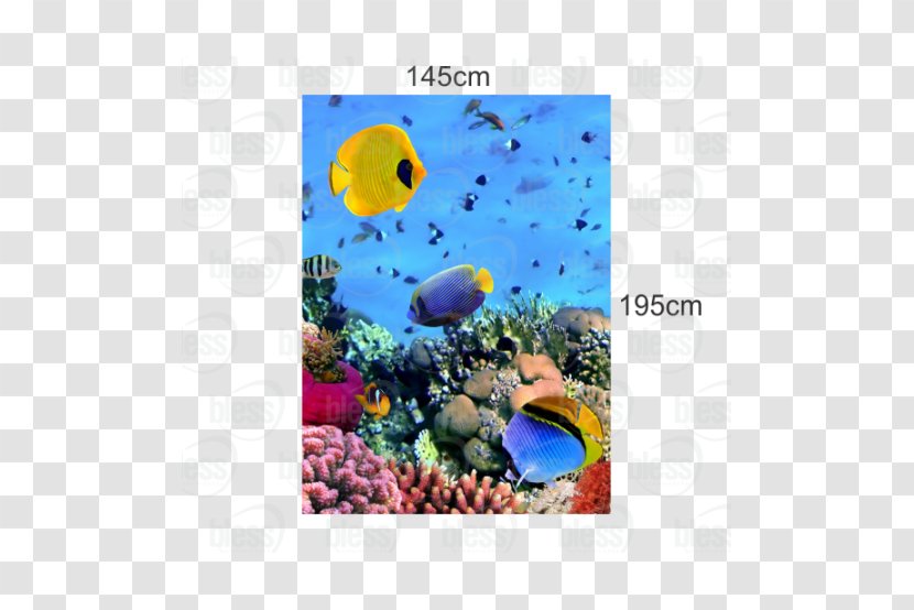 Coral Reef Photograph Underwater Image - Art - Cacao Transparent PNG