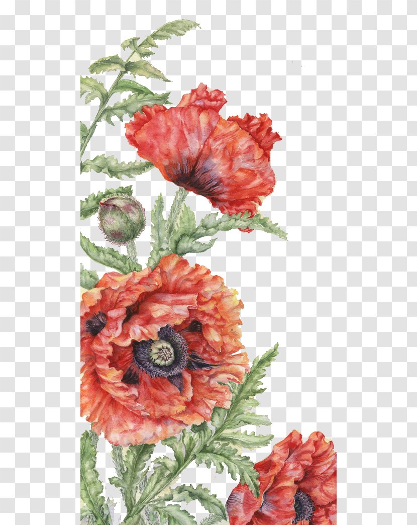 France Flower Floral Design Poppy Drawing - Bouquet - Red Flowers Transparent PNG