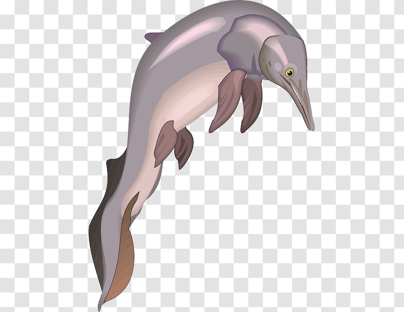 Common Bottlenose Dolphin Tucuxi Short-beaked Water Triceratops - Seawater Transparent PNG