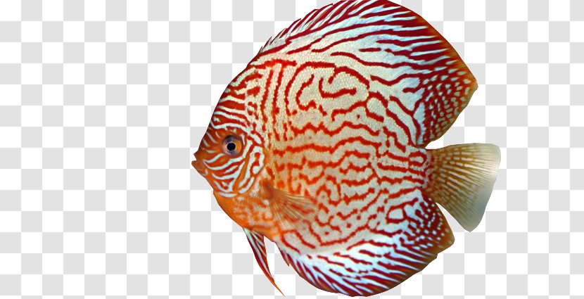 Fish Discus Marine Biology Aquarium Eye - Human Body Transparent PNG