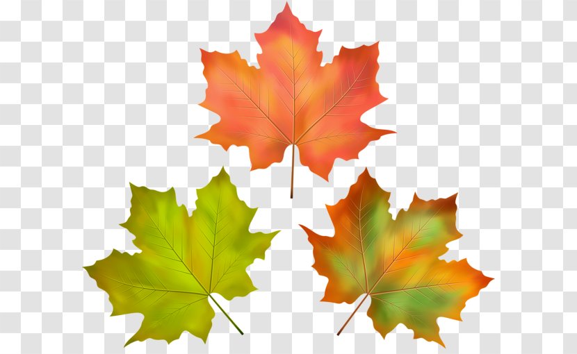 Autumn Image Leaf - Color Transparent PNG