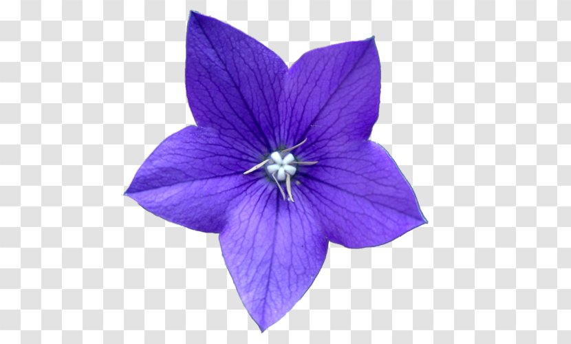 Flower Purple Blue Clip Art - Lilac Transparent PNG