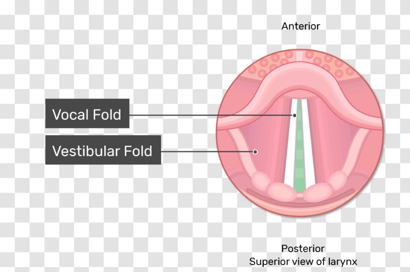 Epiglottis Larynx Vocal Folds Vestibular Fold - Watercolor - Cords Transparent PNG