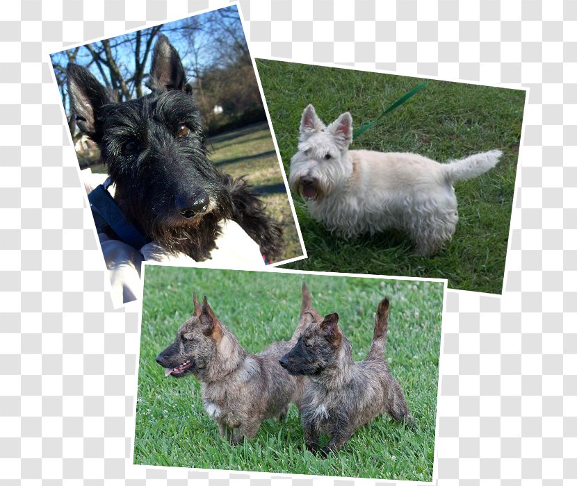 Norwich Terrier Scottish Cairn Pumi Dog Puppy - Breed Transparent PNG