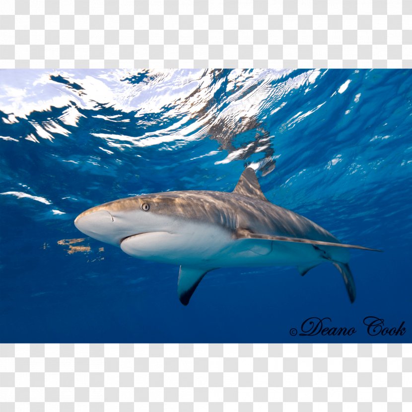 Tiger Shark Great White Caribbean Reef Requiem Sharks - Lamniformes Transparent PNG