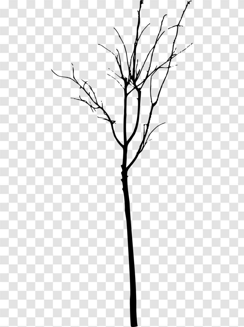 Twig Tree Branch Clip Art - Drawing Transparent PNG