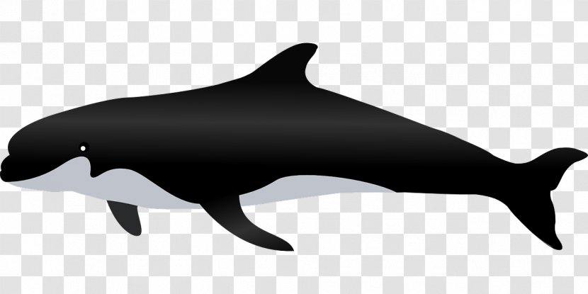 Whale Pixabay - Mammal - Black Shark Transparent PNG