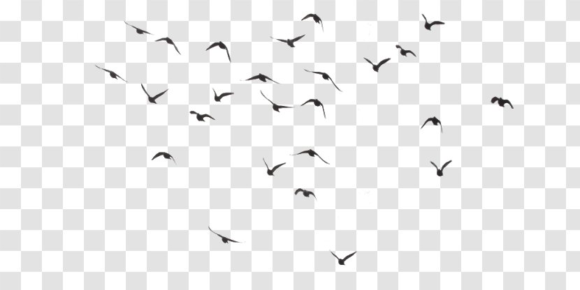 Bird Clip Art - Document - Flock Birds Transparent PNG