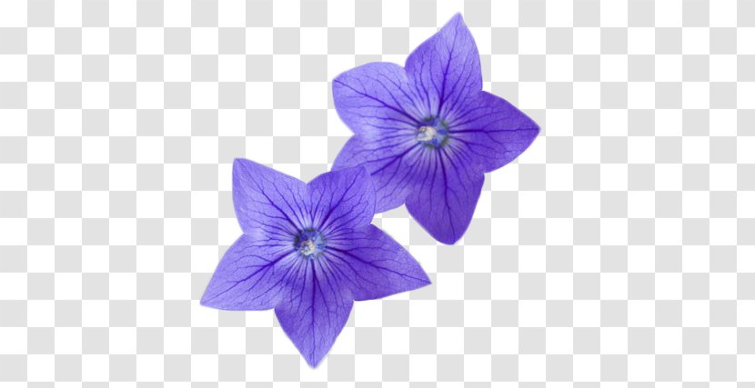 Flower Photography Platycodon - Fig - Purple Flowers Transparent PNG