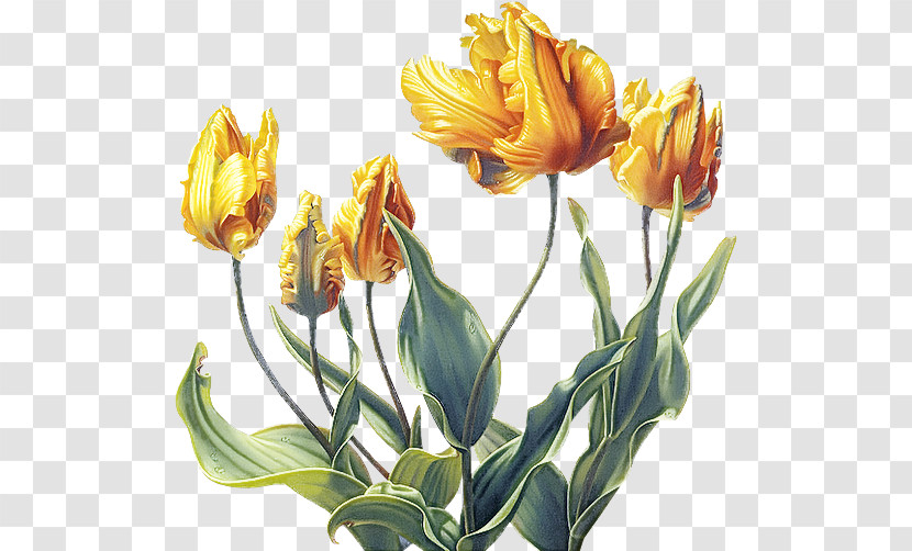 Flower Plant Tulip Yellow Lily Family Transparent PNG