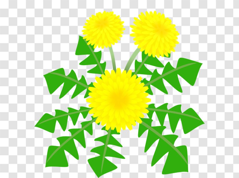 Dandelion フリースクール オンリーワン Clip Art - Flower Transparent PNG