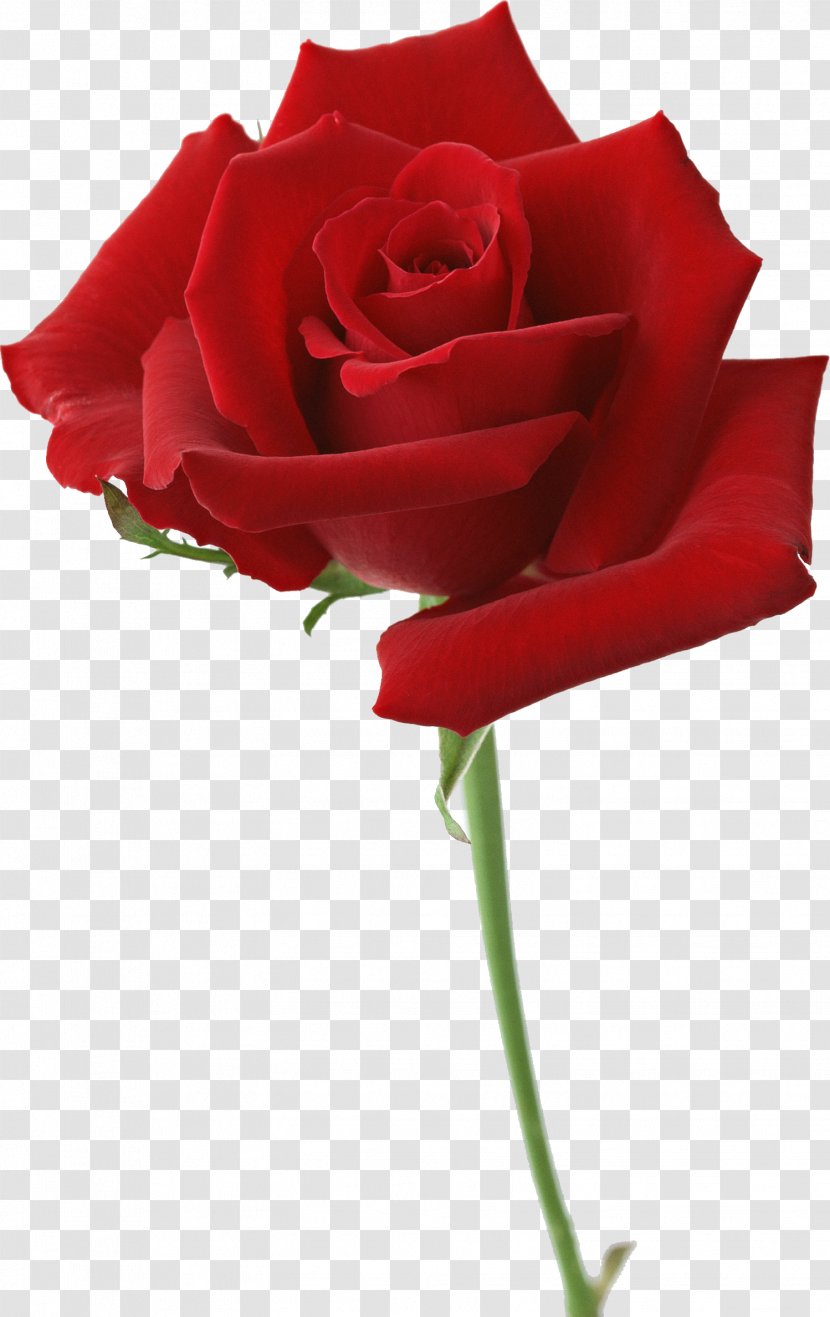 Garden Roses Flower Desktop Wallpaper Red - Rose Transparent PNG