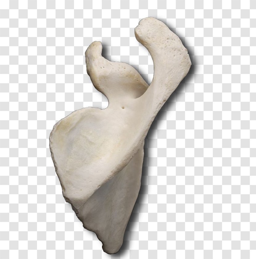 Classical Sculpture Figurine Product Design - Artifact - Medial Border Of Scapula Transparent PNG