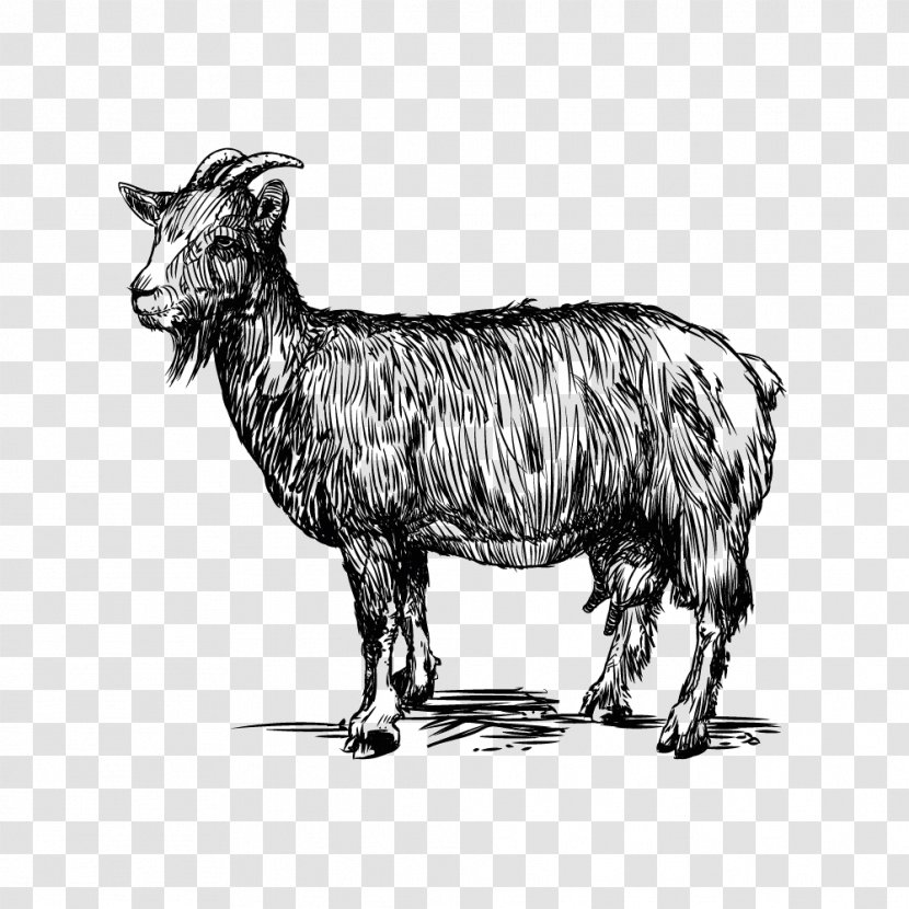 Sheep Goat Cattle Zeus Caprinae - Camel Like Mammal - Vector Transparent PNG