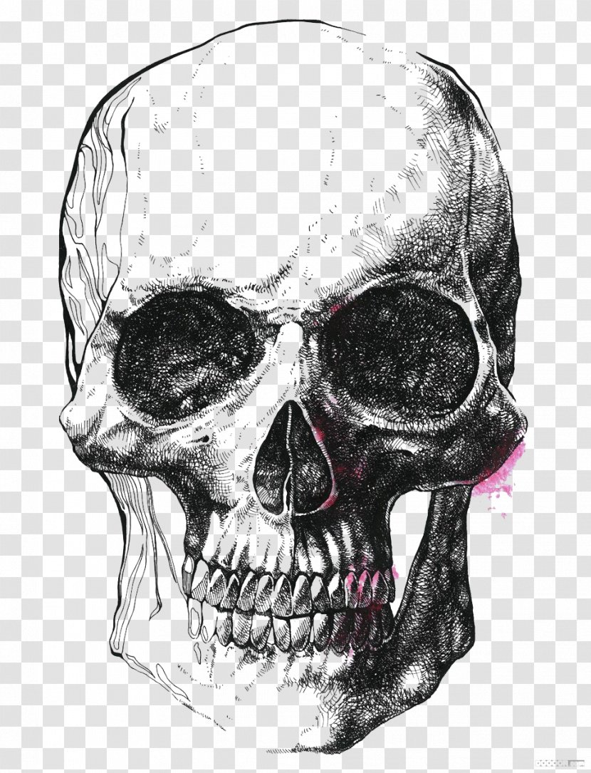 Human Skull Symbolism Drawing Skeleton Illustration - Behance - Simple Black And White Illustrator Transparent PNG