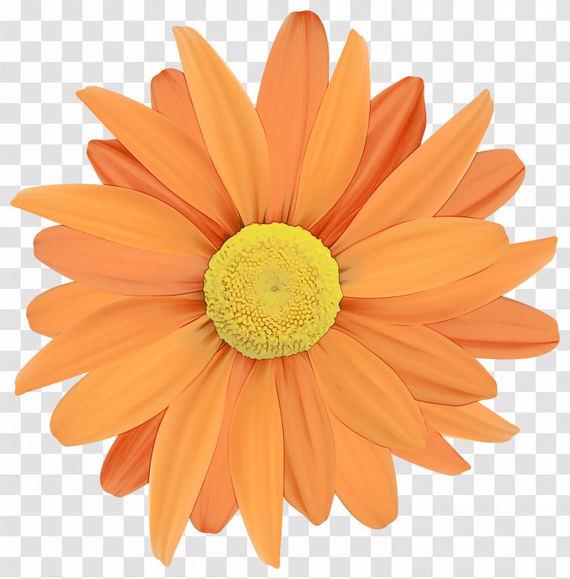 Orange - Flowering Plant - Cut Flowers Transparent PNG