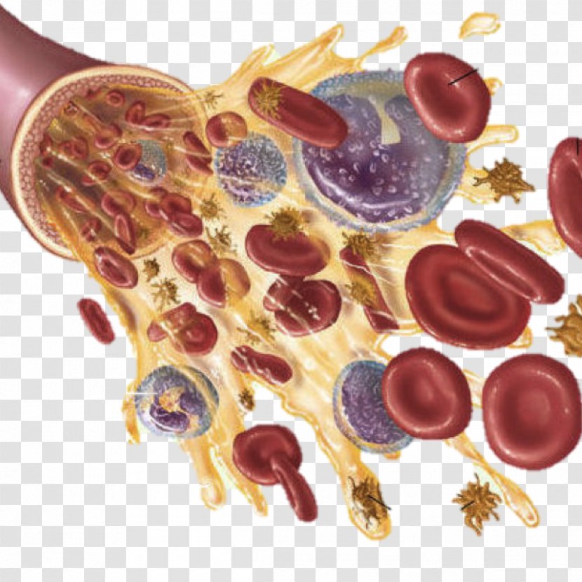 Red Blood Cell Plasma White - Immune System - Cavernous Transparent PNG