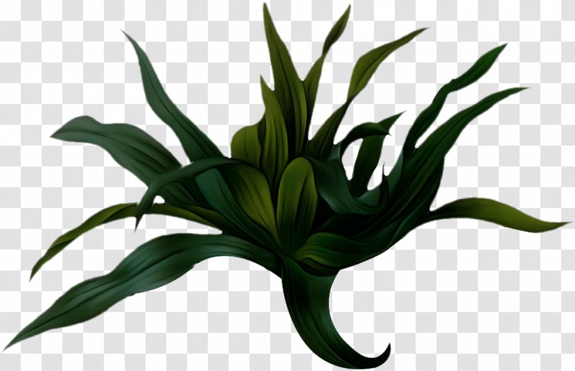 Lily Flower Cartoon - Perennial Plant Crinum Transparent PNG