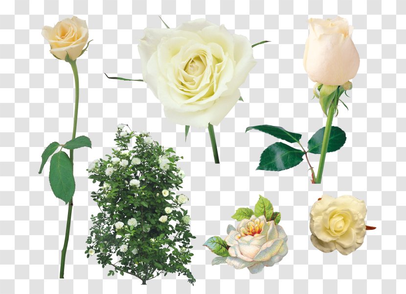 Shrub Garden Roses Clip Art - Petal - Rose Transparent PNG