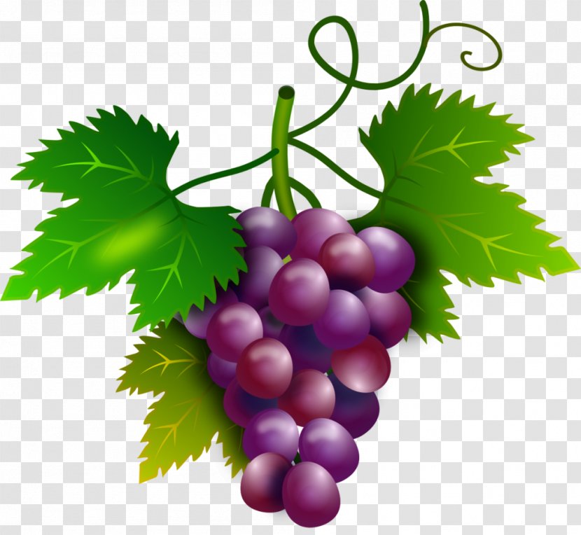 Wine Common Grape Vine Seed Extract - Leaves Transparent PNG
