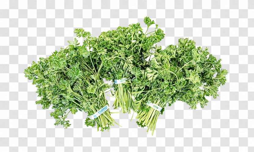 Parsley - Flower - Grass Chervil Transparent PNG