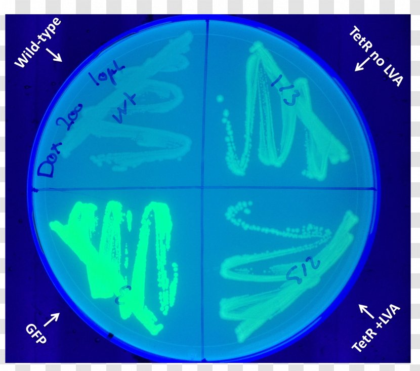 Green Fluorescent Protein Doxycycline Biology Organism International Genetically Engineered Machine - E. Coli Transparent PNG