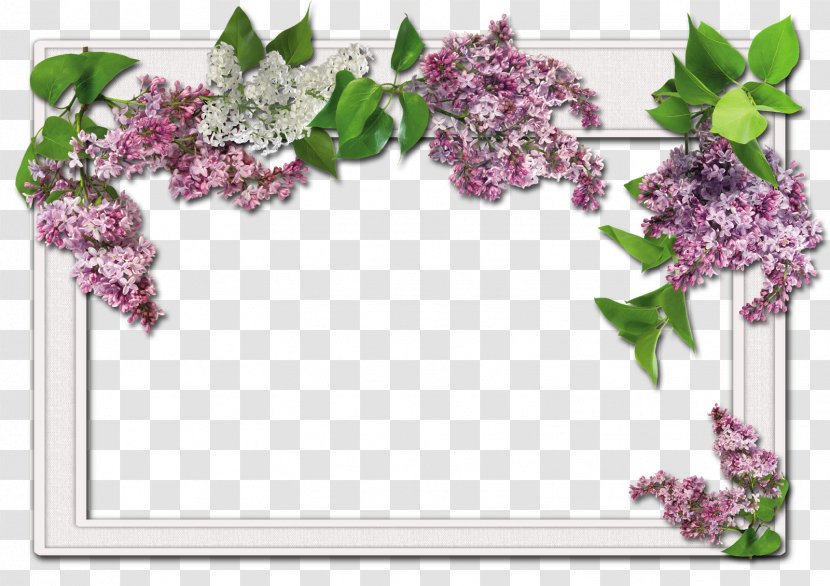 Picture Frames Flower Christmas Clip Art - Arranging - Fuchsia Frame Transparent PNG