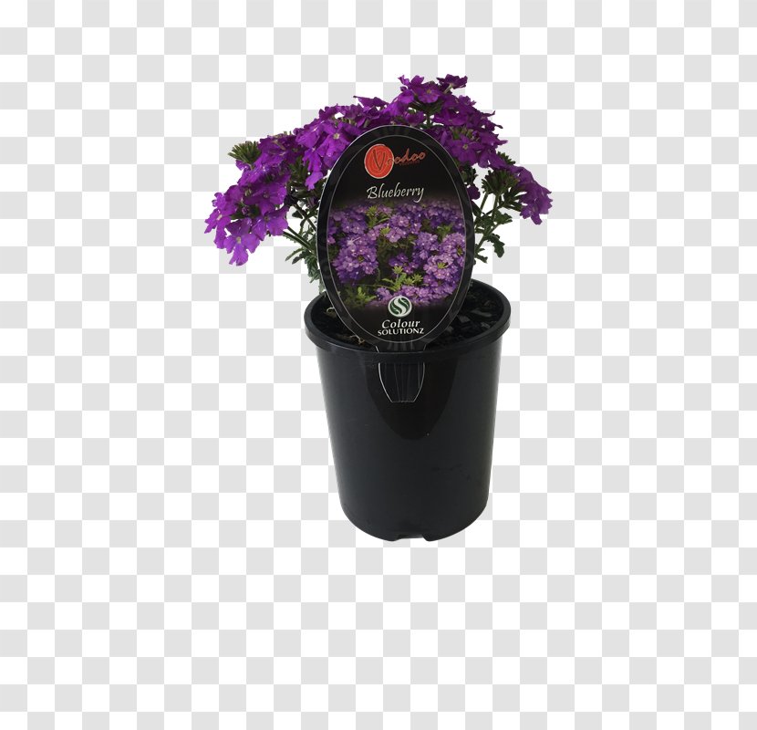 Purple Plant - Magenta - Blueberry Bush Transparent PNG