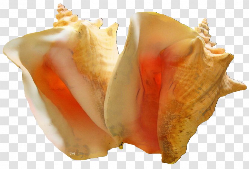 Food Cartoon - Conch - Shankha Cuisine Transparent PNG