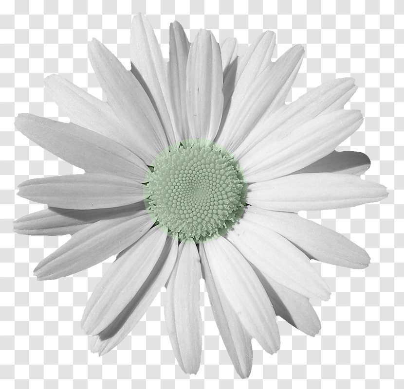 Chamomile Common Daisy Clip Art - Black And White - Flowers Bouquet Picture Element Transparent PNG