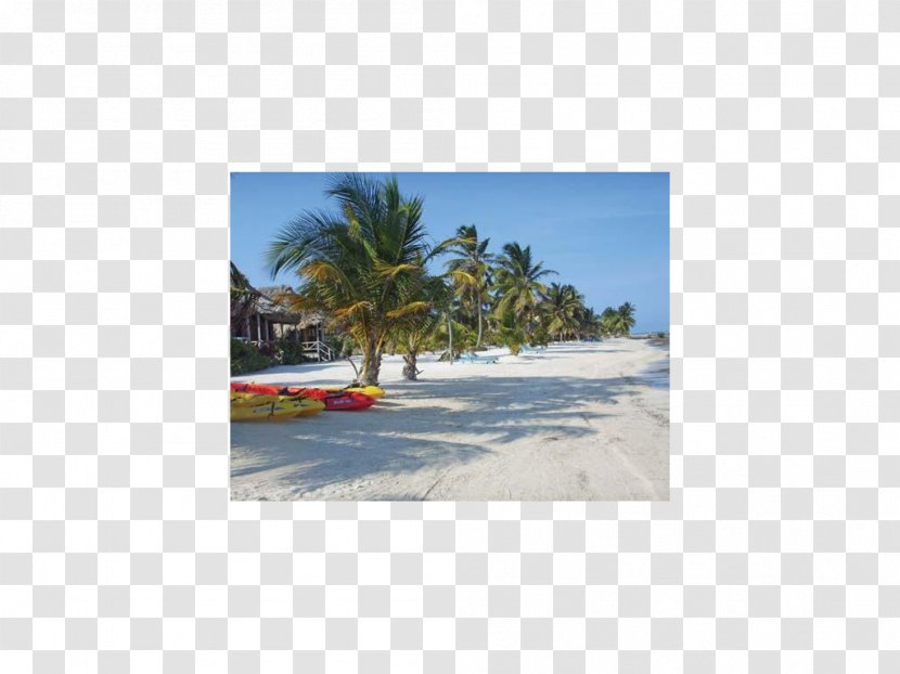 Caribbean Beach Shore Arecaceae Land Lot - Tourism Transparent PNG