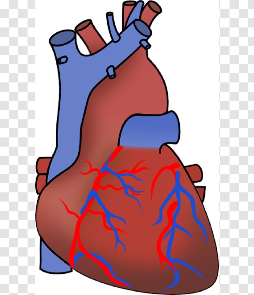 Myocardial Infarction Heart Failure Cardiovascular Disease Clip Art - Silhouette - Diagram Unlabeled Transparent PNG