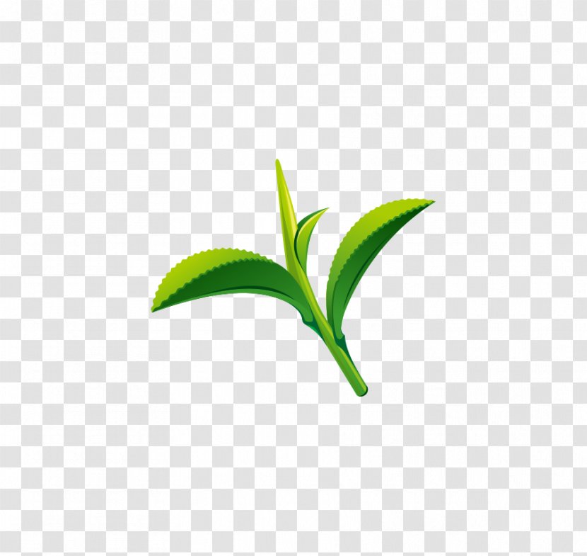 Green Tea Leaf Logo - Plant Transparent PNG