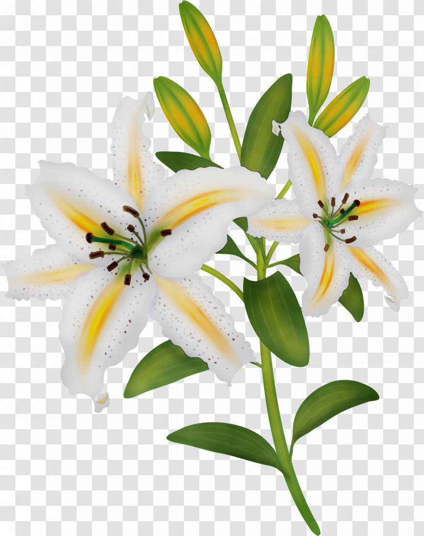 Flower Lily White Plant Petal Transparent PNG