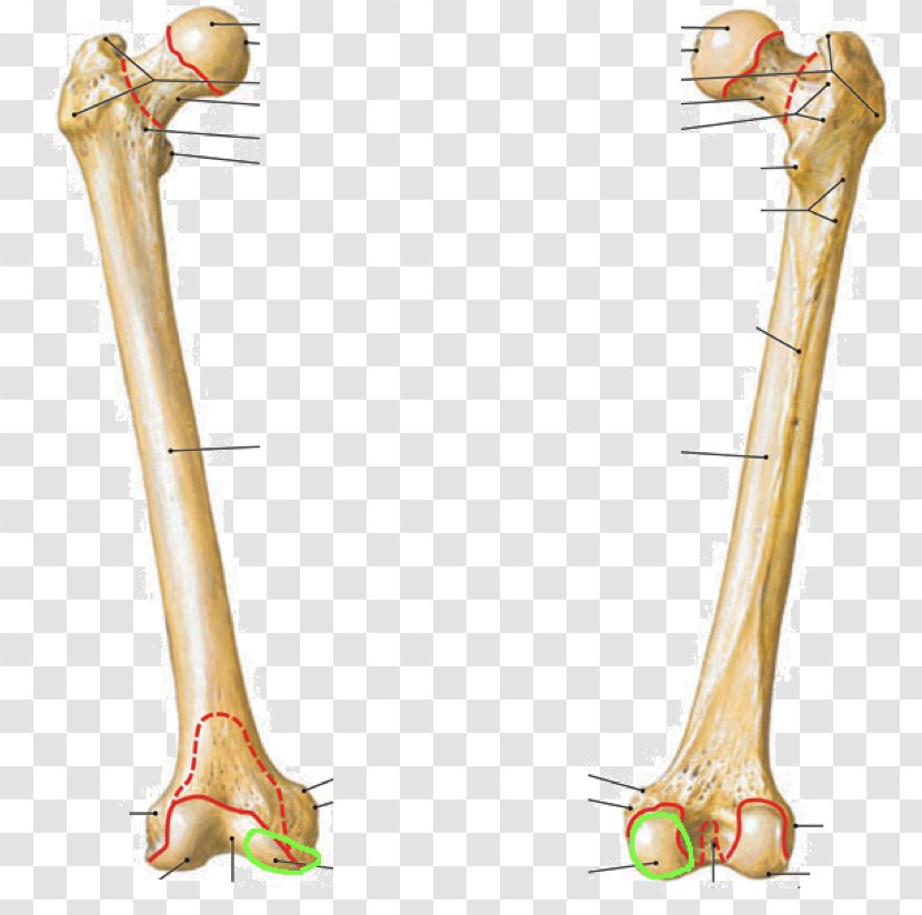 Femur Intertrochanteric Crest Line Bone Fibula - Silhouette - Human Anatomy Transparent PNG