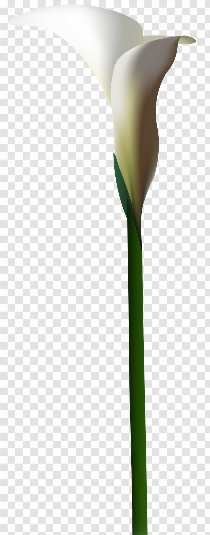 Product Plant Stem Design - Arum - Calla Lily Flower Clip Art Image Transparent PNG