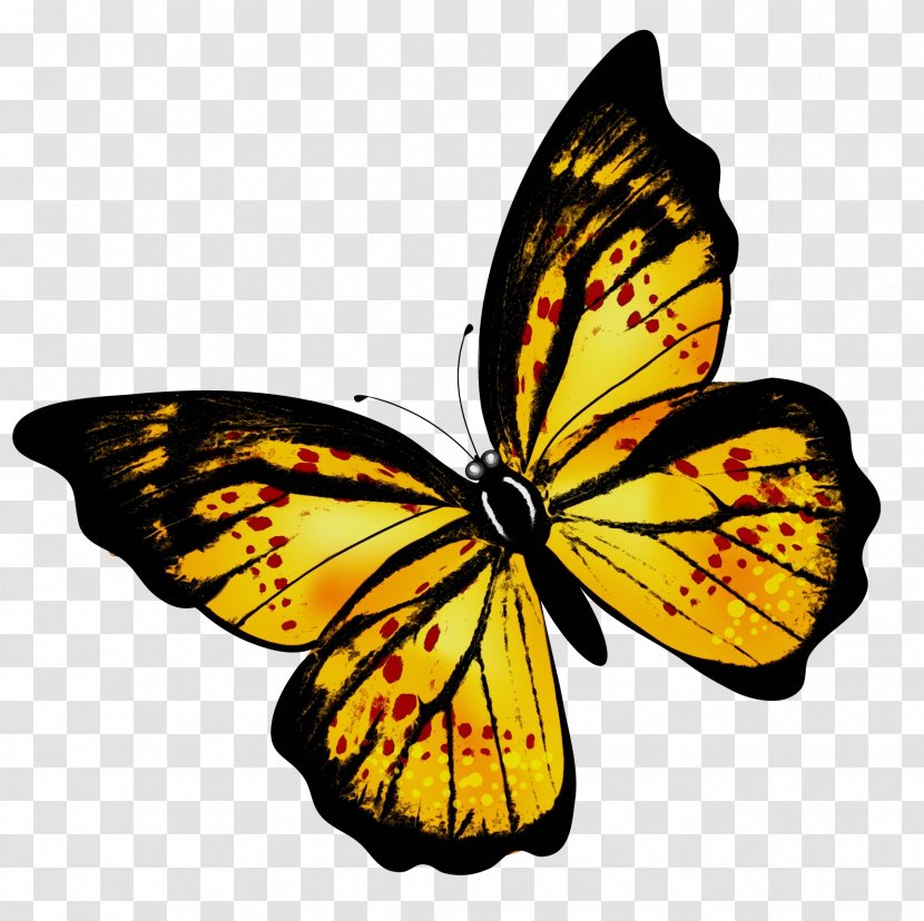 Monarch Butterfly Pieridae Brush-footed Butterflies News - 2018 Transparent PNG