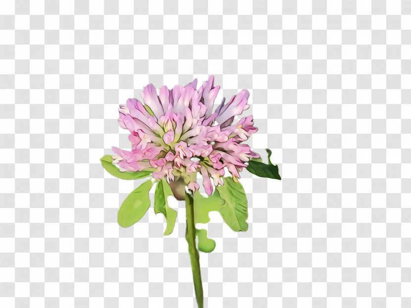 Flower Flowering Plant Red Clover Pink - Pincushion Transparent PNG