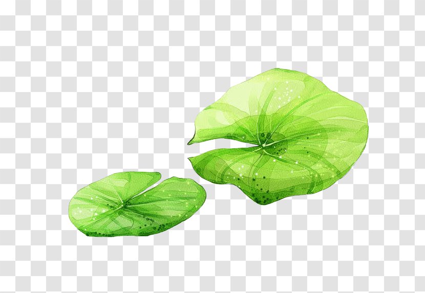 Sacred Lotus Image Leaf Effect - Creativity - Aqua Cartoon Transparent PNG