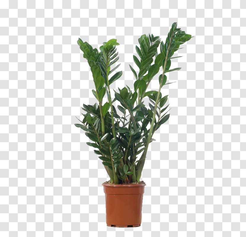 Houseplant Flowerpot Dracaena Fragrans Philodendron - Plant Transparent PNG