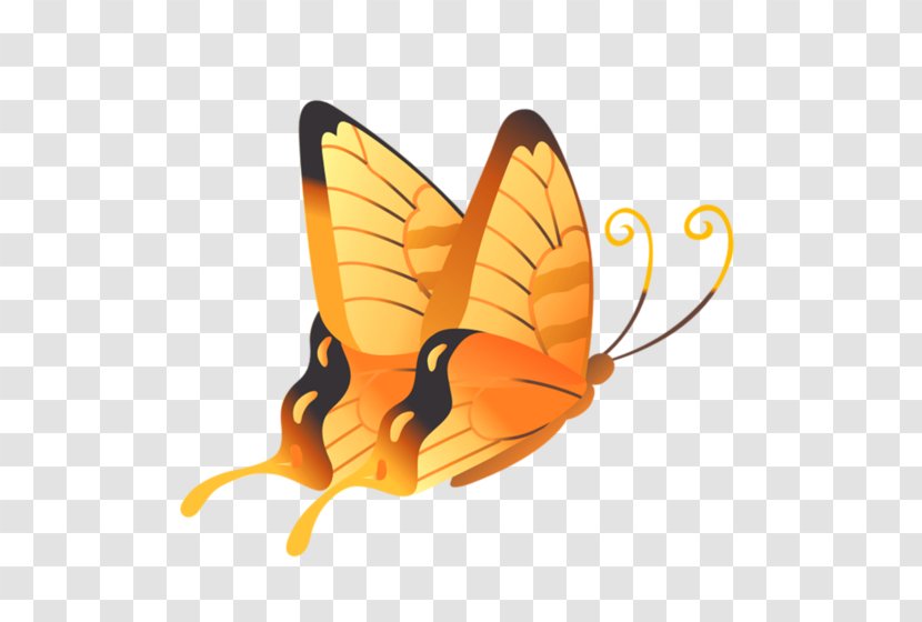 Butterfly Vector Graphics Insect Image - Invertebrate Transparent PNG
