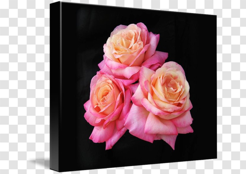 Garden Roses Cut Flowers Rosa Peace Hybrid Tea Rose - Sport - Leslie Transparent PNG